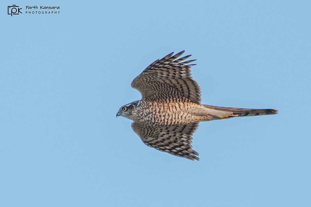 Eurasian Sparrowhawk